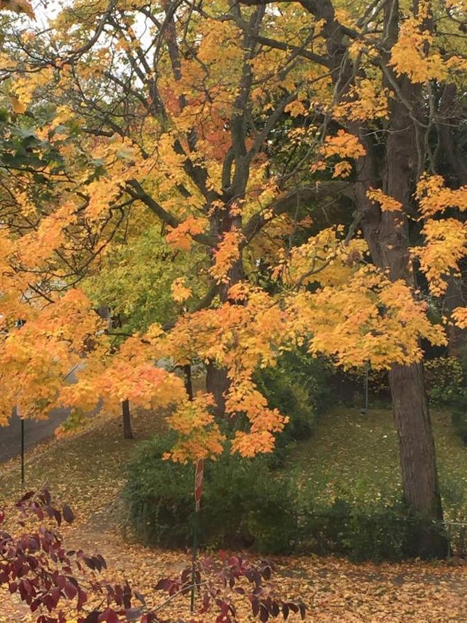 Апартаменти Oak Park Beauties - Tree Lined Streets - Walkable Екстер'єр фото